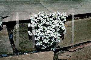 Picture of Aubrieta deltoidea 'Snow Cap'