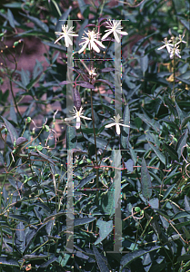 Picture of Clematis recta 'Purpurea'