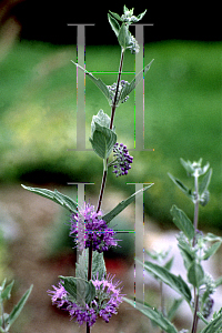 Picture of Caryopteris x clandonensis 