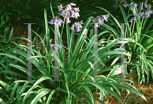 Picture of Hyacinthoides hispanica 