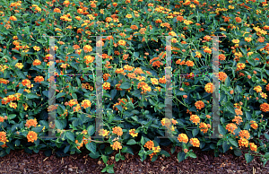 Picture of Lantana camara 'Spreading Sunset'