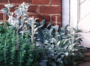 Picture of Stachys byzantina 