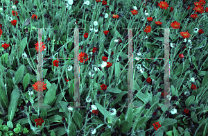 Picture of Pilosella aurantiaca 