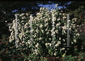 Picture of Ageratina altissima 'Chocolate'