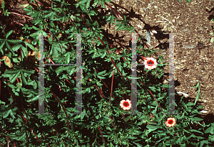 Picture of Potentilla nepalensis 'Miss Willmott'