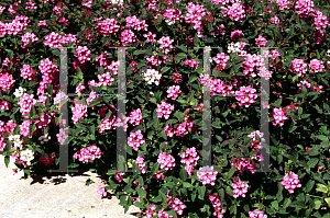 Picture of Lantana montevidensis 