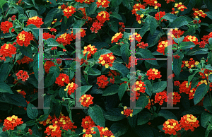 Picture of Lantana camara 'Radiation'