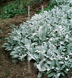 Picture of Stachys byzantina 