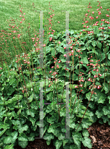 Picture of Heuchera sanguinea 'Chatterbox'