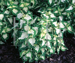 Picture of Solenostemon scutellarioides 'Wizard Jade'