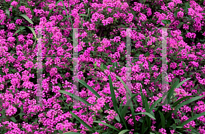 Picture of Lantana montevidensis 