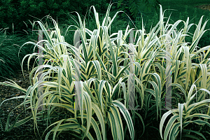 Picture of Arundo donax 'Variegata'