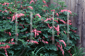 Picture of Lamprocapnos spectabilis 