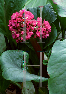 Picture of Bergenia cordifolia 