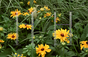 Picture of Rudbeckia hirta 'Marmalade'