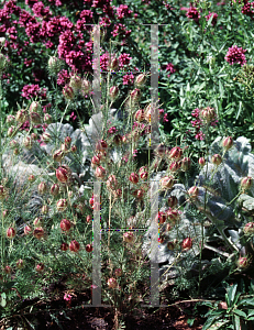 Picture of Nigella damascena 