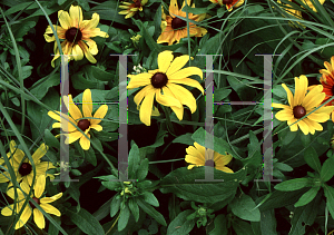 Picture of Rudbeckia hirta 'Becky'