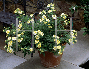 Picture of Lantana camara 'Silver Mound'