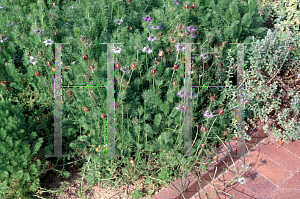 Picture of Nigella damascena 