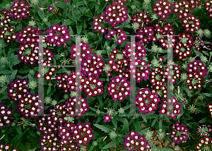 Picture of Verbena  'Novalis Deep Blue'