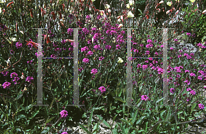 Picture of Verbena rigida 