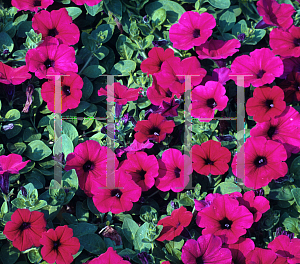 Picture of Petunia x hybrida 'Purple Wave'