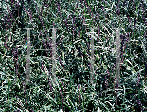 Picture of Liriope spicata 'Variegata'