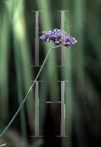 Picture of Verbena bonariensis 