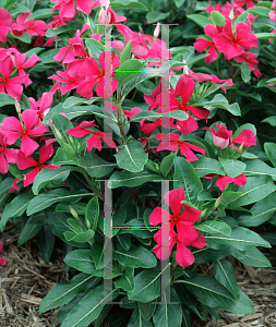 Picture of Catharanthus roseus 'Pretty in Rose'