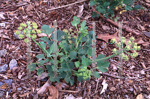 Picture of Lomatium lucidum 