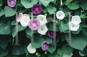 Picture of Ipomoea purpurea 