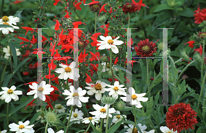 Picture of Zinnia angustifolia 'Star White'