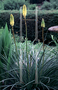 Picture of Kniphofia uvaria 'Flava'