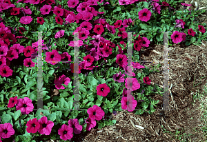 Picture of Petunia x hybrida 'Purple Wave'