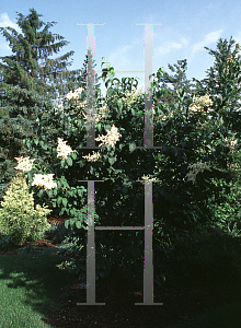 Picture of Syringa reticulata 