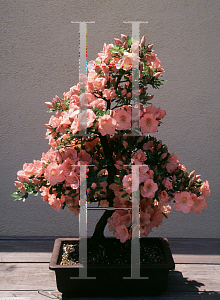 Picture of Rhododendron (subgenus Azalea) 'Wakaebisu'