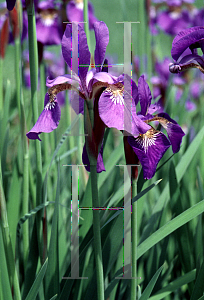 Picture of Iris sibirica 'Caesar's Brother'