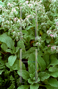 Picture of Borago officinalis 