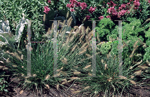 Picture of Pennisetum alopecuroides 'Little Bunny'