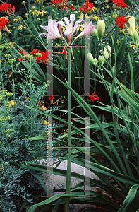 Picture of Lycoris squamigera 