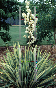 Picture of Yucca filamentosa 'Golden Sword'