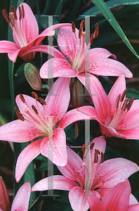 Picture of Lilium hybridum 