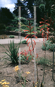 Picture of Watsonia fourcadei 