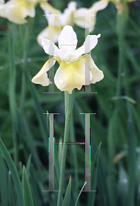 Picture of Iris sibirica 'Butter and Sugar'