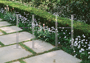 Picture of Ipheion uniflorum 