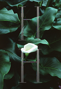 Picture of Zantedeschia aethiopica 