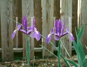 Picture of Iris xiphium 