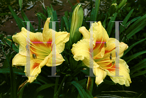 Picture of Hemerocallis  'Black Eyed Stella'