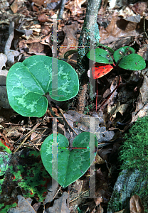 Picture of Asarum shuttleworthii 