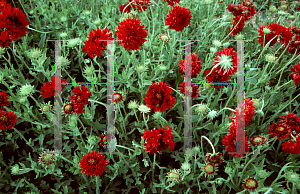 Picture of Gaillardia pulchella 'Red Plume'